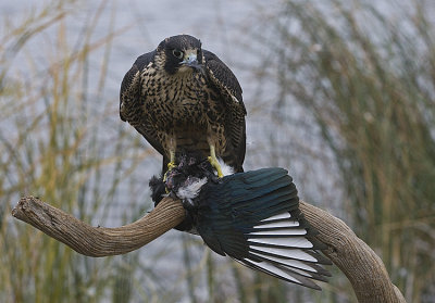 Peregrine Falcon,juvenile eating