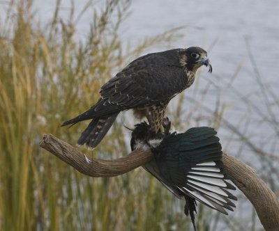 Peregrine Falcon,juvenile eating