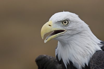 Raptors-Hawks,Kites,Falcons,Eagles,   Ospreys,Vultures,Condors,Caracaras