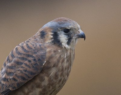 American Kestral