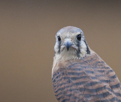 American Kestral