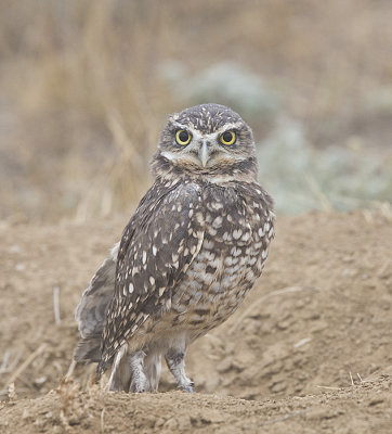 Burrowing Owl  in the plains