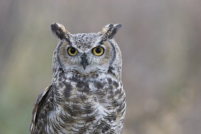 Great Horned Owl