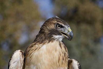 Red-tailed Hawk