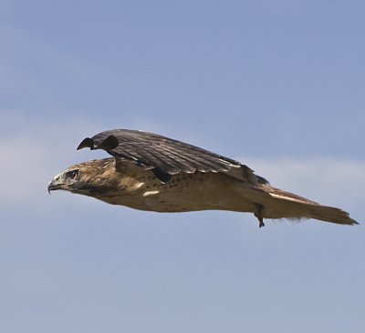 Red-tailed Hawk in flight