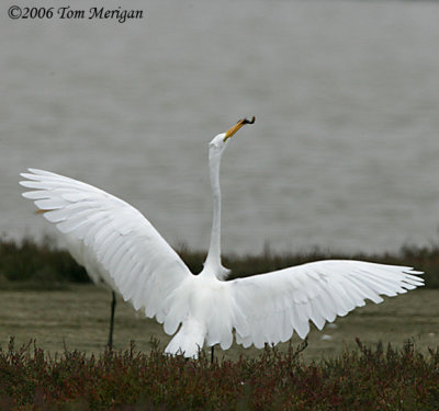 Great Egret showing the results of his fishing