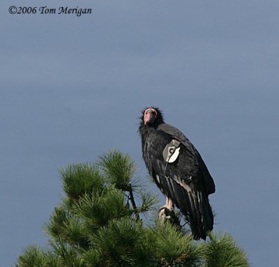 California Condor #9