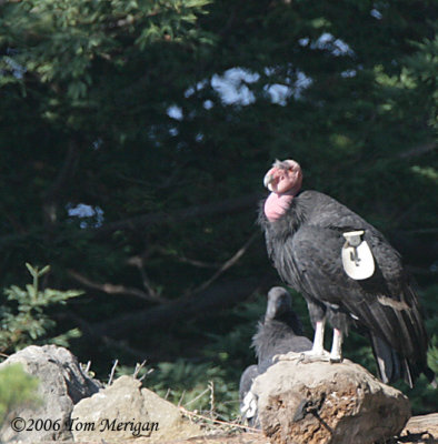 California Condor #4