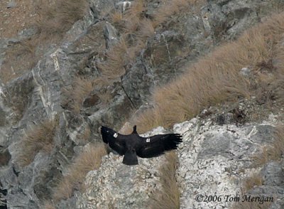 California Condor drying wings on rocks