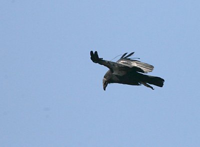 California Condor,juvenile in flight
