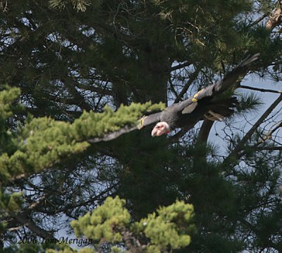2.California Condor #94 drives off his competition