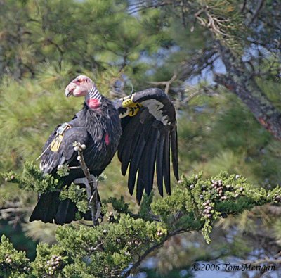 1.California Condor #94 lands but slips off his perch