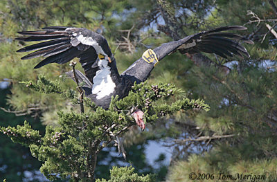 4.California Condor #94 lands but slips off his perch