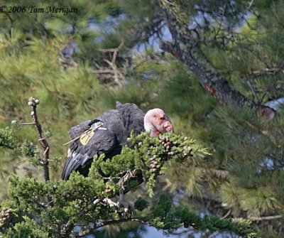 5.California Condor #94 lands but slips off his perch