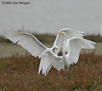 3.Great Egrets in a dance