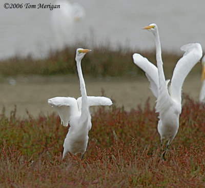 4.Great Egrets in a dance