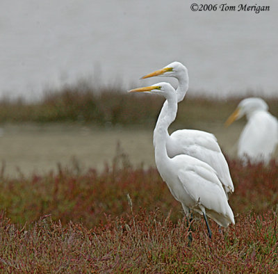 1.Great Egrets in a dance