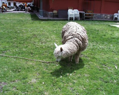 Alpaca