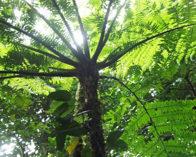 Tree fern at Monteverde Cloud Forest