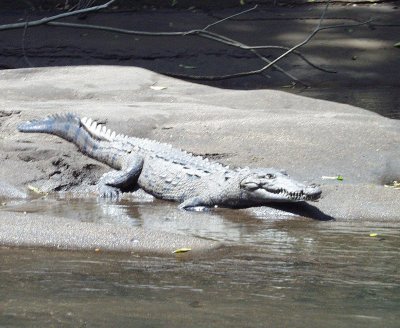 American Crocodile