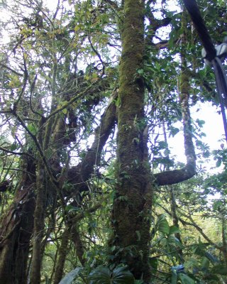 Rain forest at Monteverde