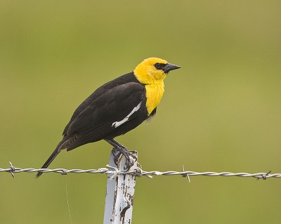 Yellow=headed Blackbird,male