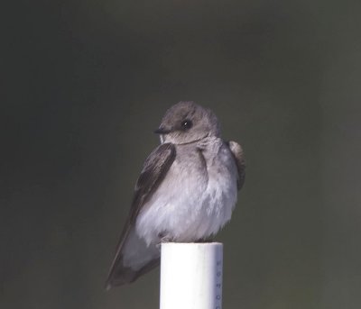 Northern Rough-winged Sparrow