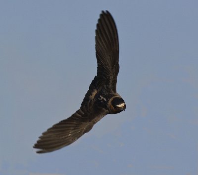 Cliff Swallow in flight