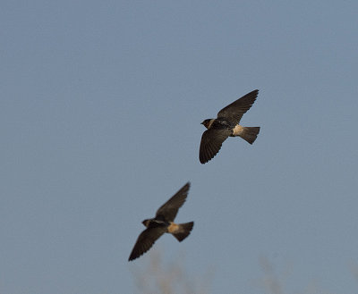 Cliff Swallow pair in flight