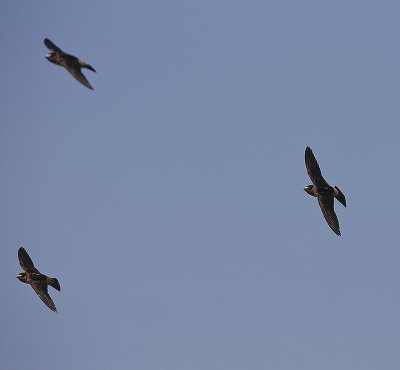 Cliff Swallows in formation