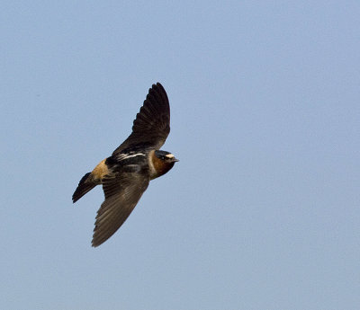 Swallows,Swift and Martins