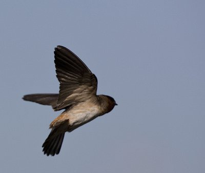 Cliff Swallow flying away