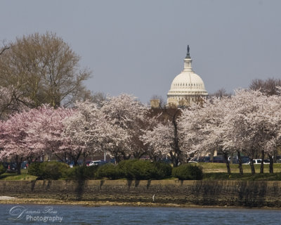Capital Building Throught Cherry Trees