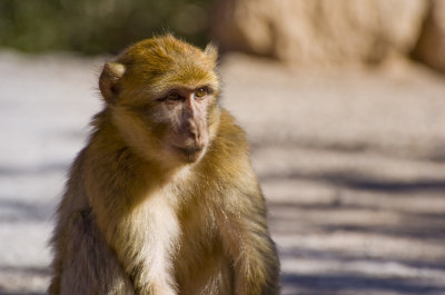 Portrait d'un singe Magot