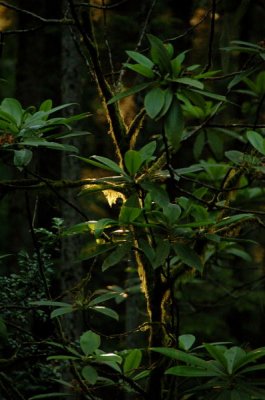 DSC_3238.jpg