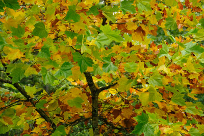 DSC_0066.JPG