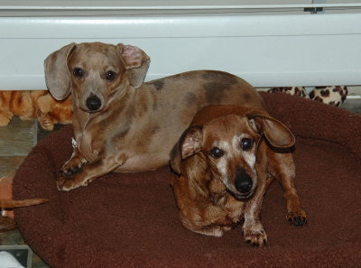 dogs
