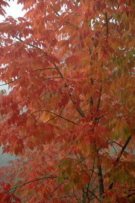 colors_of_fall