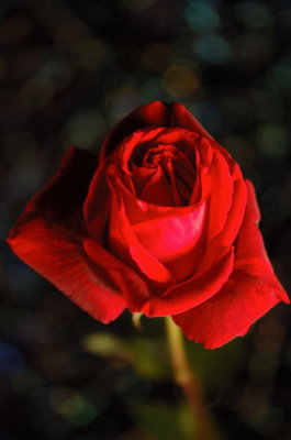 DSC_2895.jpg