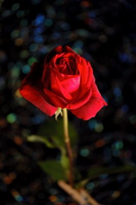DSC_2896.jpg
