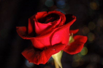 DSC_2906.jpg