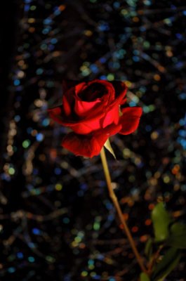 DSC_2913.jpg