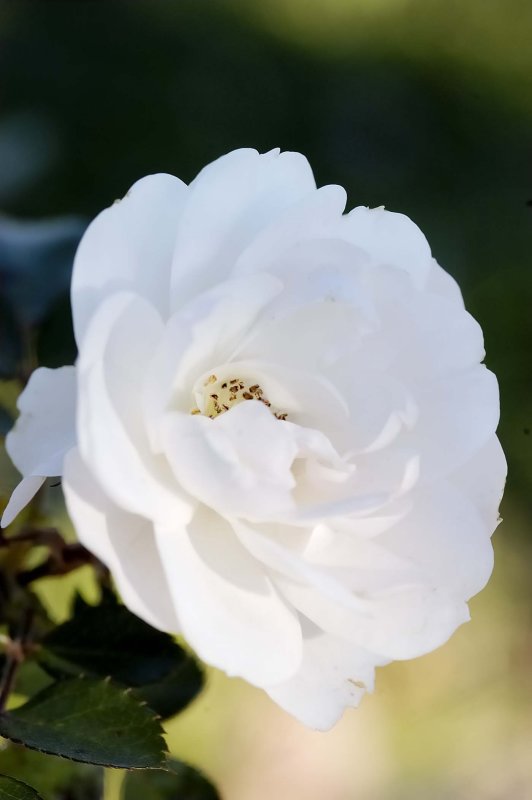DSC_6725.jpg