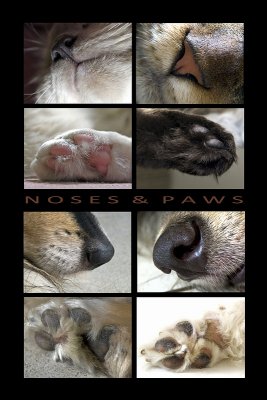 Noses  paws -02.JPG
