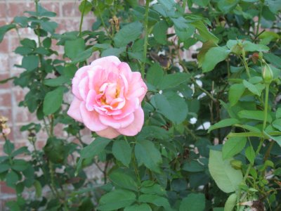 IMG_0946.JPG