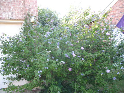 IMG_0944.JPG