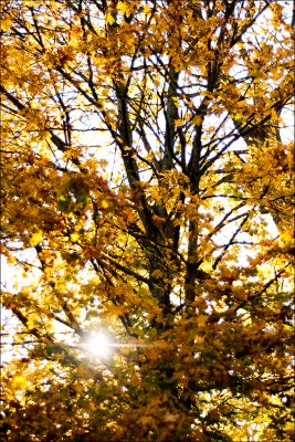 20091029