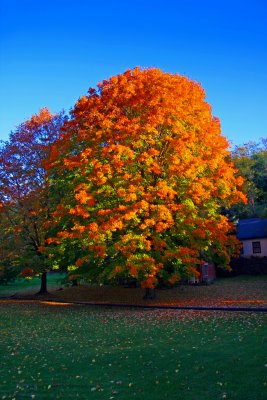 Crisp Autumn Day