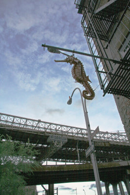 Seahorse-2