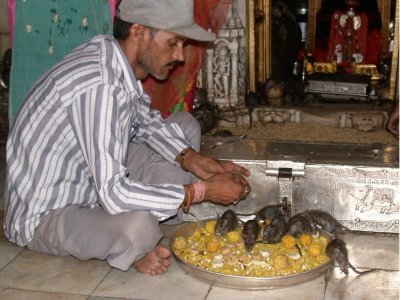 Deshnoke, the Karni Mata Temple